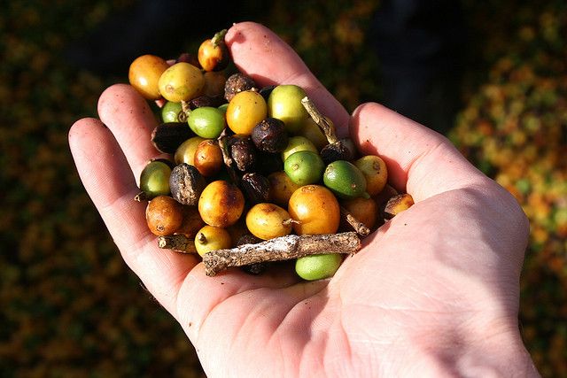 With higher amounts of warming, coffee farming could be virtually impossible in Southeastern Brazil in 2100. Photo Credit: Ben Kaminsky/Flickr